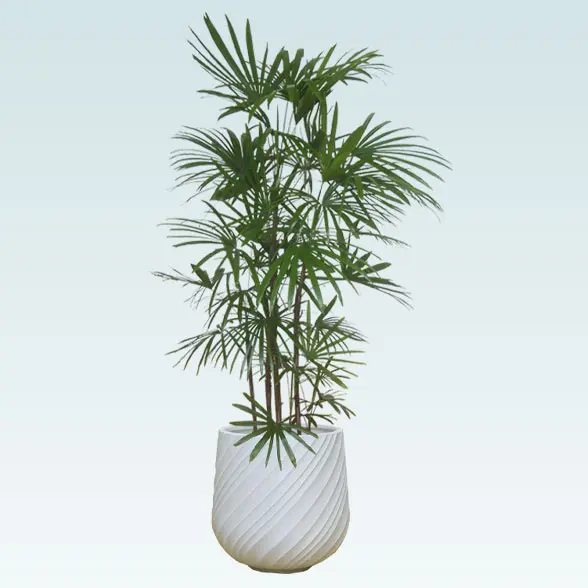 シュロチク(スパイラル型、グラスファイバー製鉢カバー付)　Lサイズ