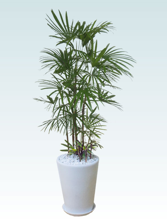 シュロチク（陶器鉢、ラウンドタイプ白色）Lサイズ/観葉植物の販売
