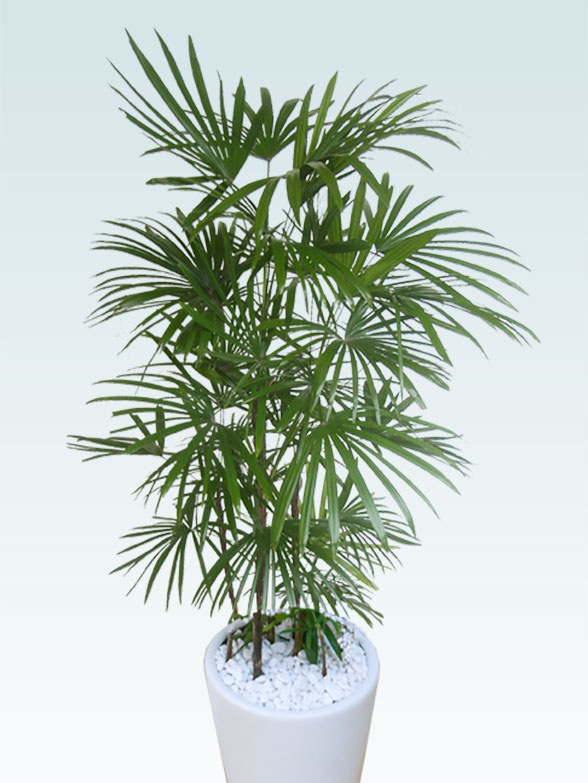 シュロチク(陶器鉢植込み、ラウンドタイプ白色)　　Lサイズ３