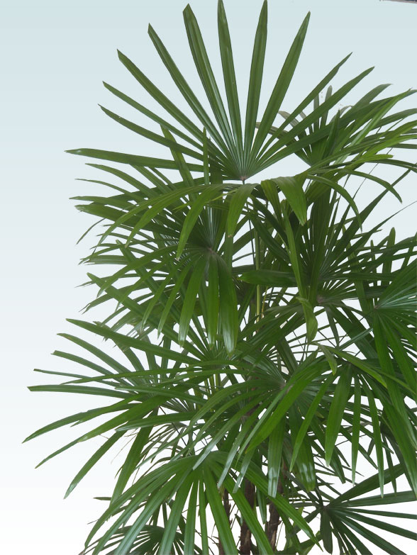 シュロチク(籐かご付、ダークブラウン色)　Lサイズ４