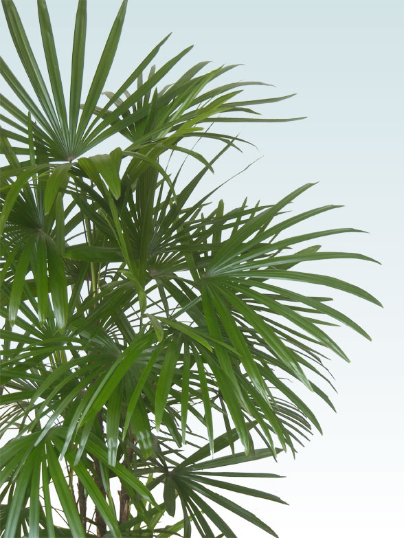 シュロチク(籐かご付、ダークブラウン色)　Lサイズ５