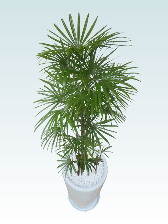 シュロチク(陶器鉢植込み、ラウンドタイプ白色)　　Lサイズ６