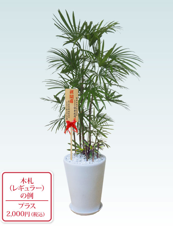 シュロチク(陶器鉢植込み、ラウンドタイプ白色)　　Lサイズ９