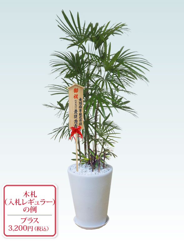 シュロチク（陶器鉢、ラウンドタイプ白色）Lサイズ/観葉植物の販売