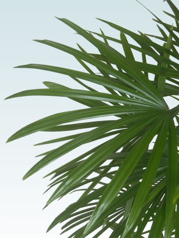 シュロチク(籐かご付、ダークブラウン色)　Lサイズ１１