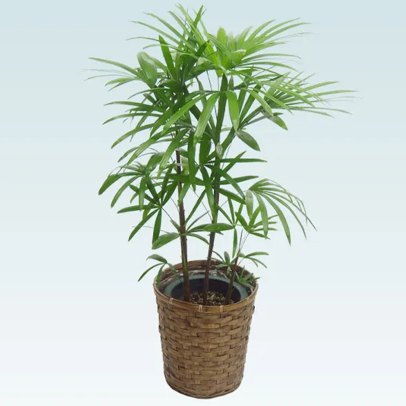 シュロチク(籐かご付、ダークブラウン色)　Ｍサイズ１