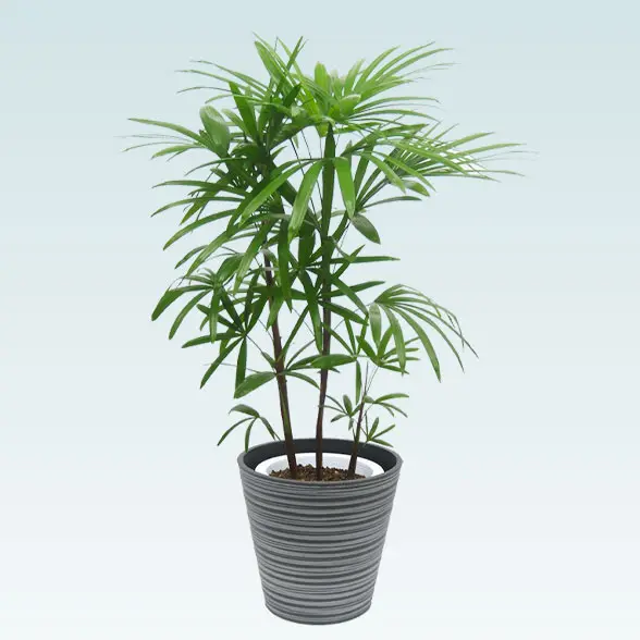 シュロチク(エコフレンドリーポット付)　Ｍサイズ　正面