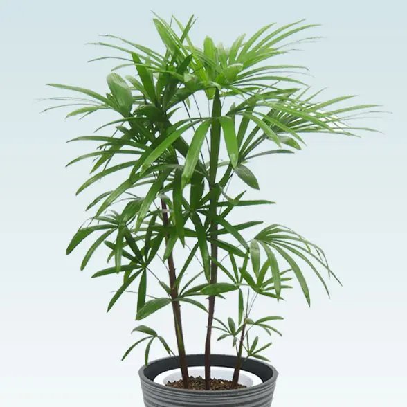 シュロチク(エコフレンドリーポット付)　Ｍサイズ 拡大