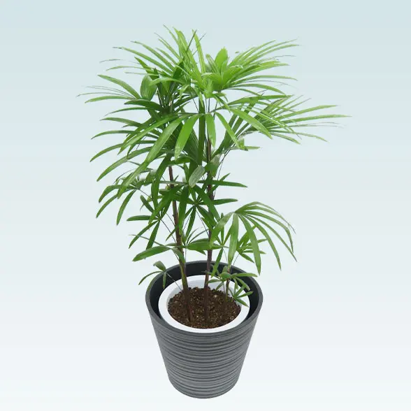 シュロチク(エコフレンドリーポット付)　Ｍサイズ　左上から