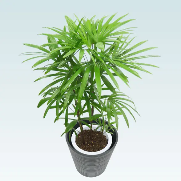 シュロチク(エコフレンドリーポット付)　Ｍサイズ　上から