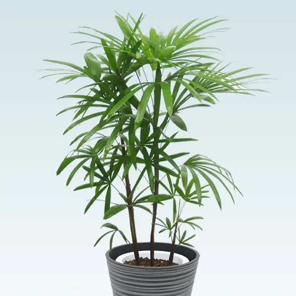 シュロチク(エコフレンドリーポット付)　Ｍサイズ　正面拡大