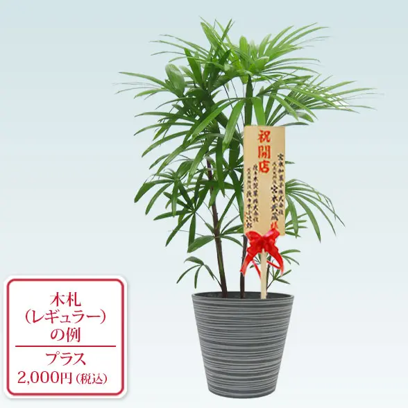 シュロチク(エコフレンドリーポット付)　Ｍサイズ　レギュラー札付き