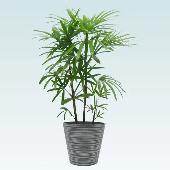 シュロチク(エコフレンドリーポット付)　Ｍサイズ