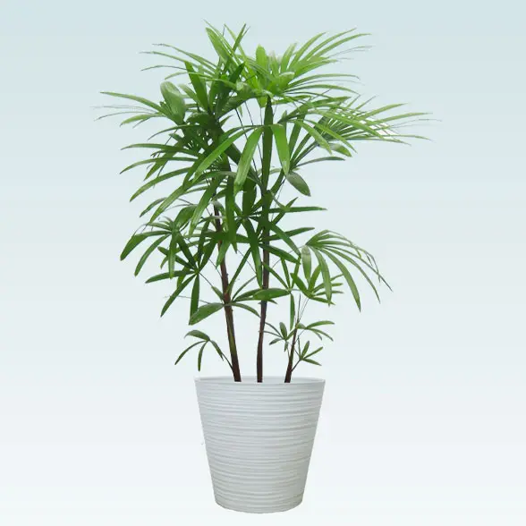 シュロチク(エコフレンドリーポット付)　Ｍサイズ　ホワイト