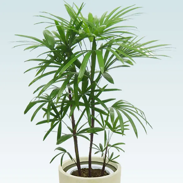 シュロチク(Uポット型、グラスファイバー製鉢カバー付)　Ｍサイズ2