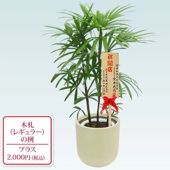 シュロチク(Uポット型、グラスファイバー製鉢カバー付)　Ｍサイズ9