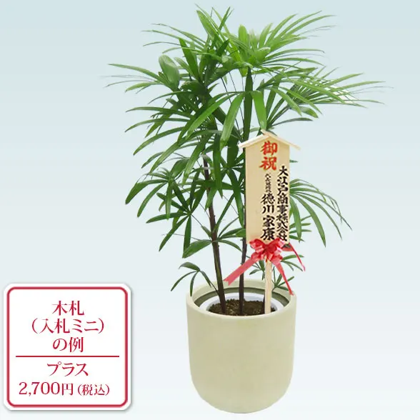 シュロチク(Uポット型、グラスファイバー製鉢カバー付)　Ｍサイズ10