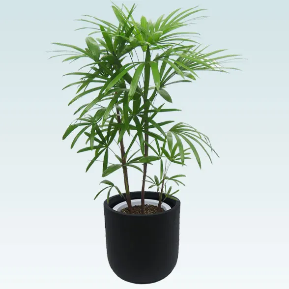 シュロチク(Uポット型、グラスファイバー製鉢カバー付)　Ｍサイズ1