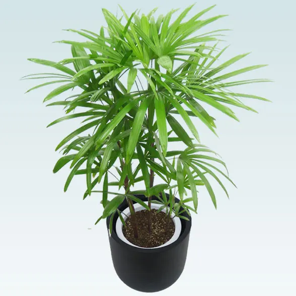 シュロチク(Uポット型、グラスファイバー製鉢カバー付)　Ｍサイズ5