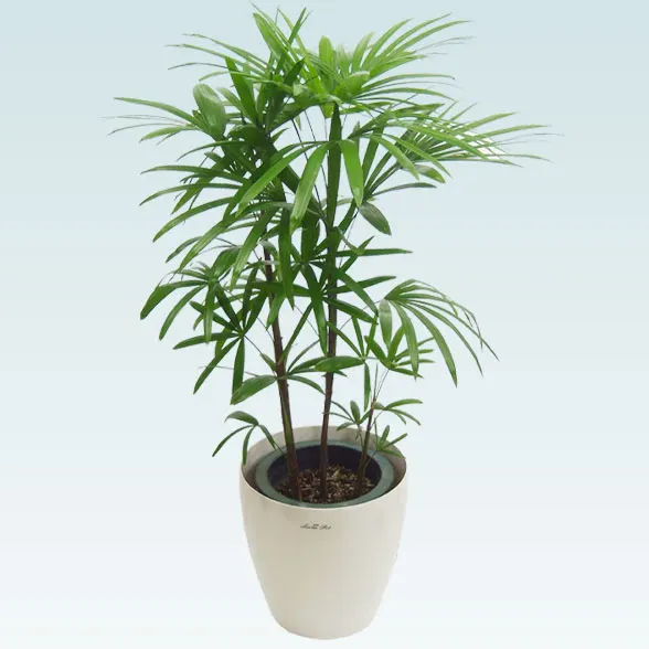 シュロチク(ラスターポット付)　Ｍサイズ１