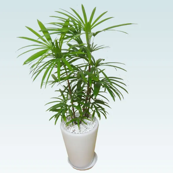 シュロチク(陶器鉢植込み、ラウンドタイプ白色)３