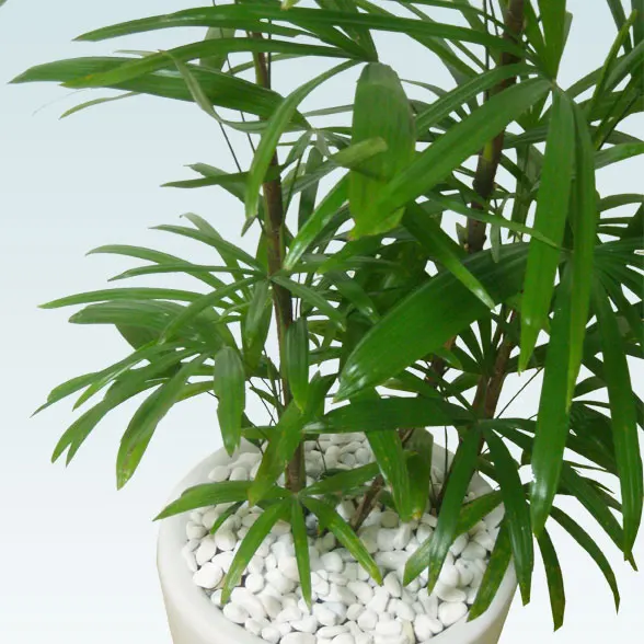 シュロチク(陶器鉢植込み、ラウンドタイプ白色)５