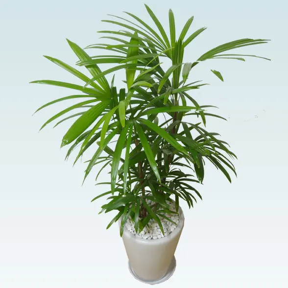 シュロチク(陶器鉢植込み、ラウンドタイプ白色)６