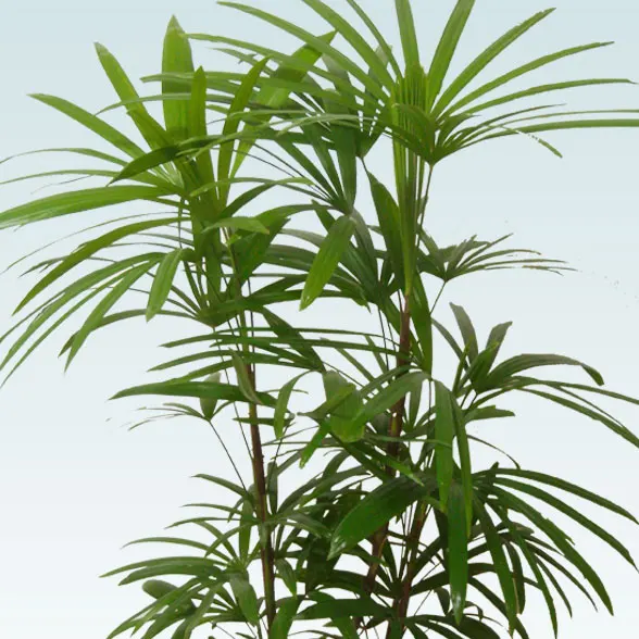 シュロチク(陶器鉢植込み、ラウンドタイプ白色)８