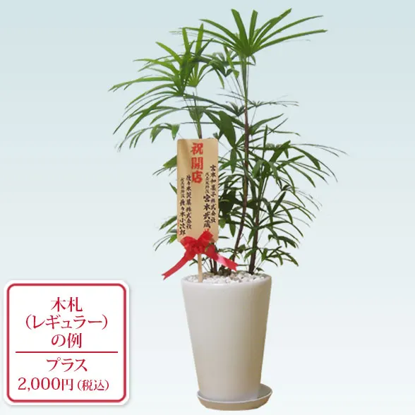 シュロチク(陶器鉢植込み、ラウンドタイプ白色)９