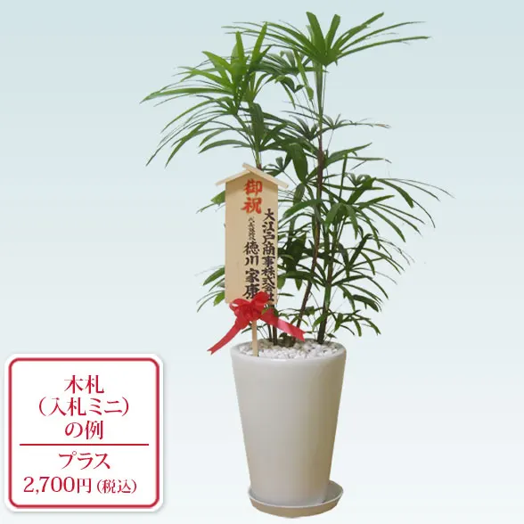 シュロチク(陶器鉢植込み、ラウンドタイプ白色)１０