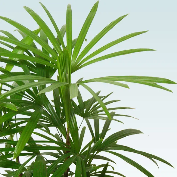 シュロチク(陶器鉢植込み、ラウンドタイプ白色)１４