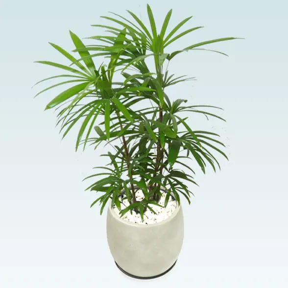 シュロチク(グラスファイバー製鉢植込み、バルーン型)3