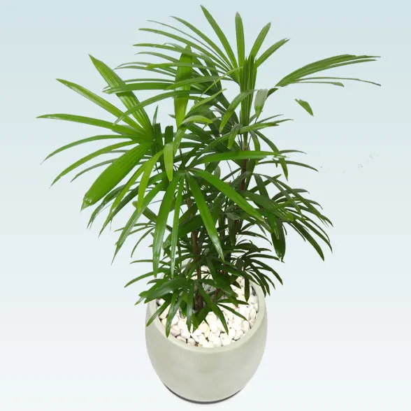 シュロチク(グラスファイバー製鉢植込み、バルーン型)6