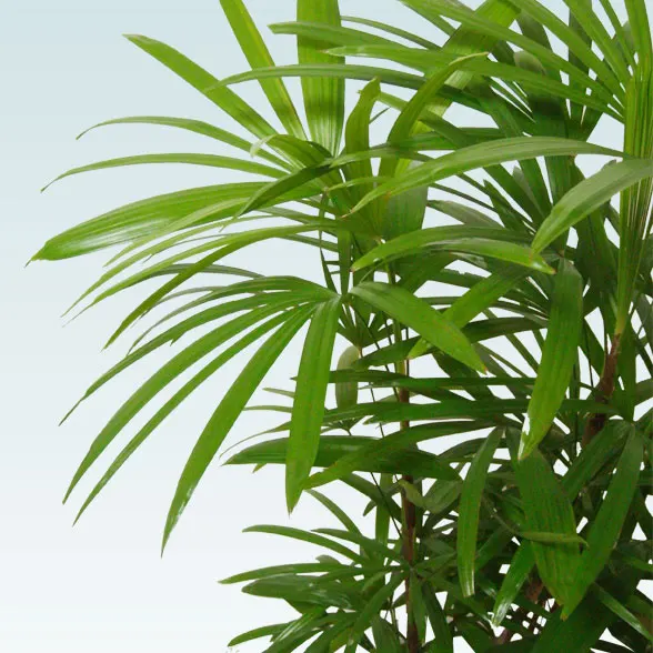 シュロチク(グラスファイバー製鉢植込み、バルーン型)7