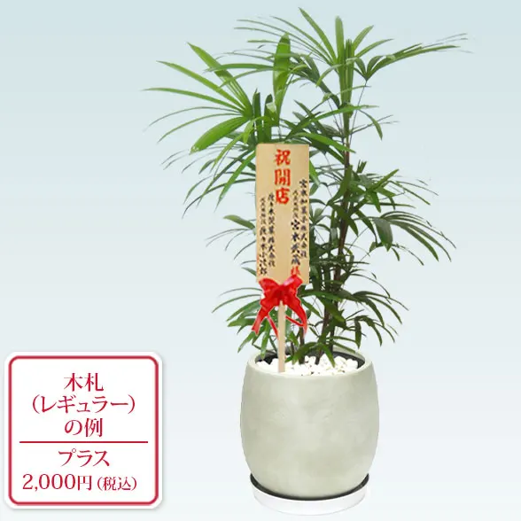 シュロチク(グラスファイバー製鉢植込み、バルーン型)9