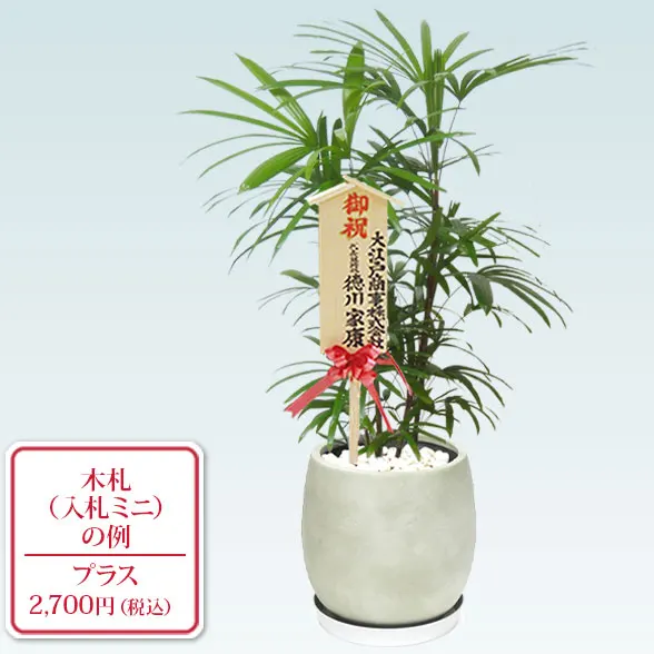 シュロチク(グラスファイバー製鉢植込み、バルーン型)10