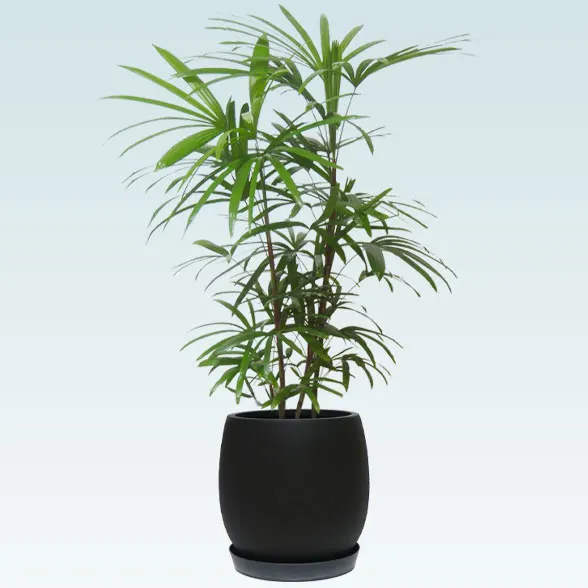 シュロチク(グラスファイバー製鉢植込み、バルーン型)６１２