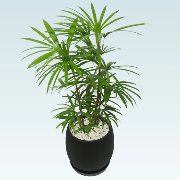 シュロチク(グラスファイバー製鉢植込み、バルーン型)3