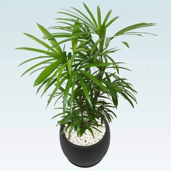 シュロチク(グラスファイバー製鉢植込み、バルーン型)6