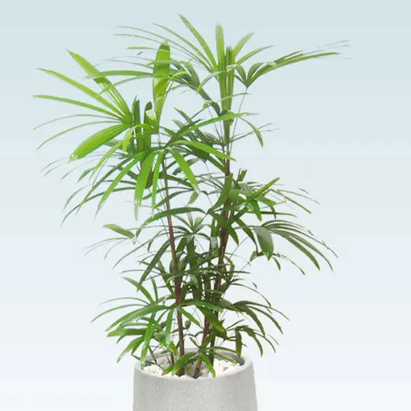 シュロチク(グラスファイバー製鉢植込み、チューリップ型)2