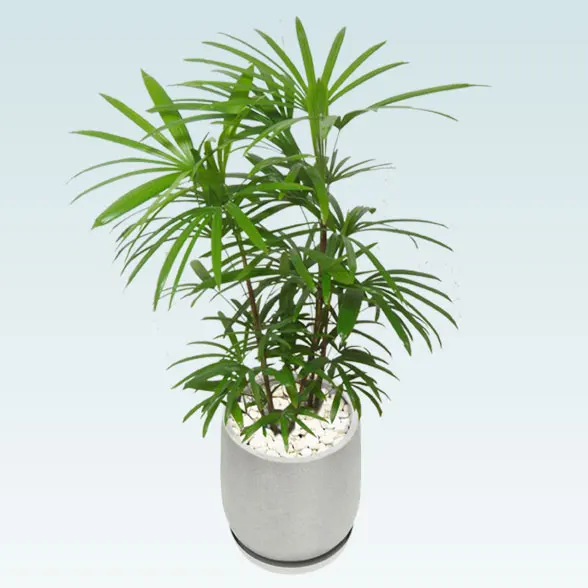 シュロチク(グラスファイバー製鉢植込み、チューリップ型)3