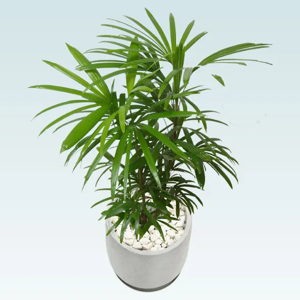 シュロチク(グラスファイバー製鉢植込み、チューリップ型)6