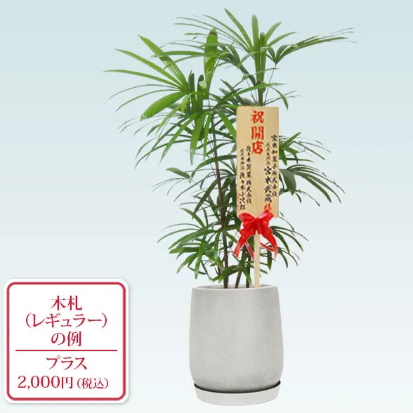 シュロチク(グラスファイバー製鉢植込み、チューリップ型)9