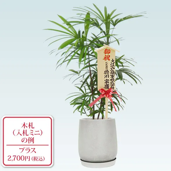 シュロチク(グラスファイバー製鉢植込み、チューリップ型)10