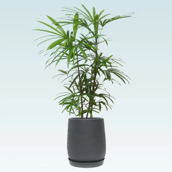 シュロチク(グラスファイバー製鉢植込み、チューリップ型)61