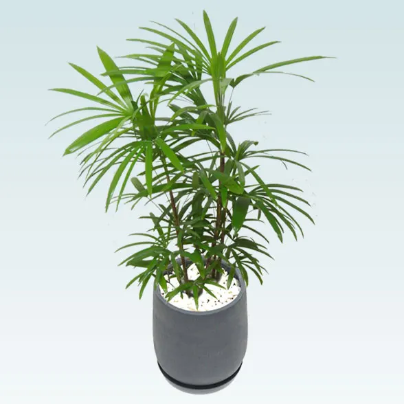 シュロチク(グラスファイバー製鉢植込み、チューリップ型)63