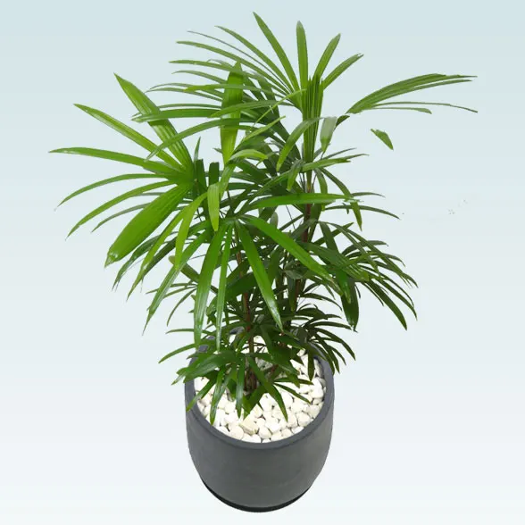 シュロチク(グラスファイバー製鉢植込み、チューリップ型)66