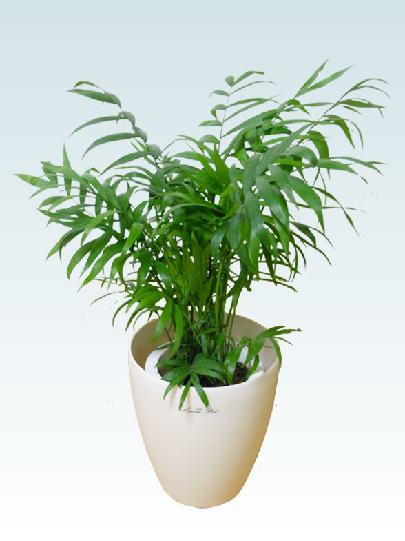 テーブルヤシ(ラスターポット付) Sサイズ/観葉植物の販売、通販の観葉