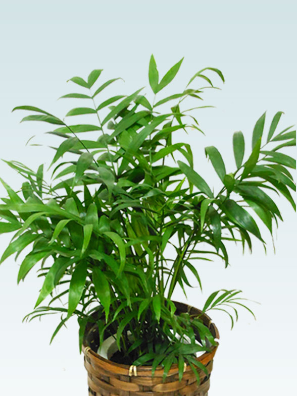 テーブルヤシ(籐かご付、ダークブラウン色)　Ｓサイズ2