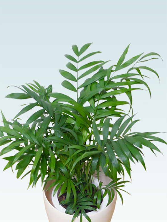 テーブルヤシ　大型観葉植物　鉢カバー付き　高さ160㎝① テーブルヤシ(ラスターポット付) Sサイズ/観葉植物の販売、通販の観葉